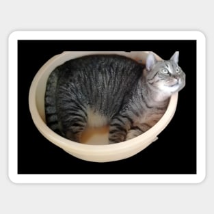 Gray Kitty- cute cat design Sticker
